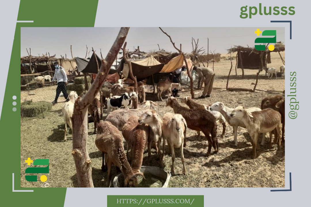 مع قدوم شهر رمضان.. الحمى القلاعية تفتك بالبلاد