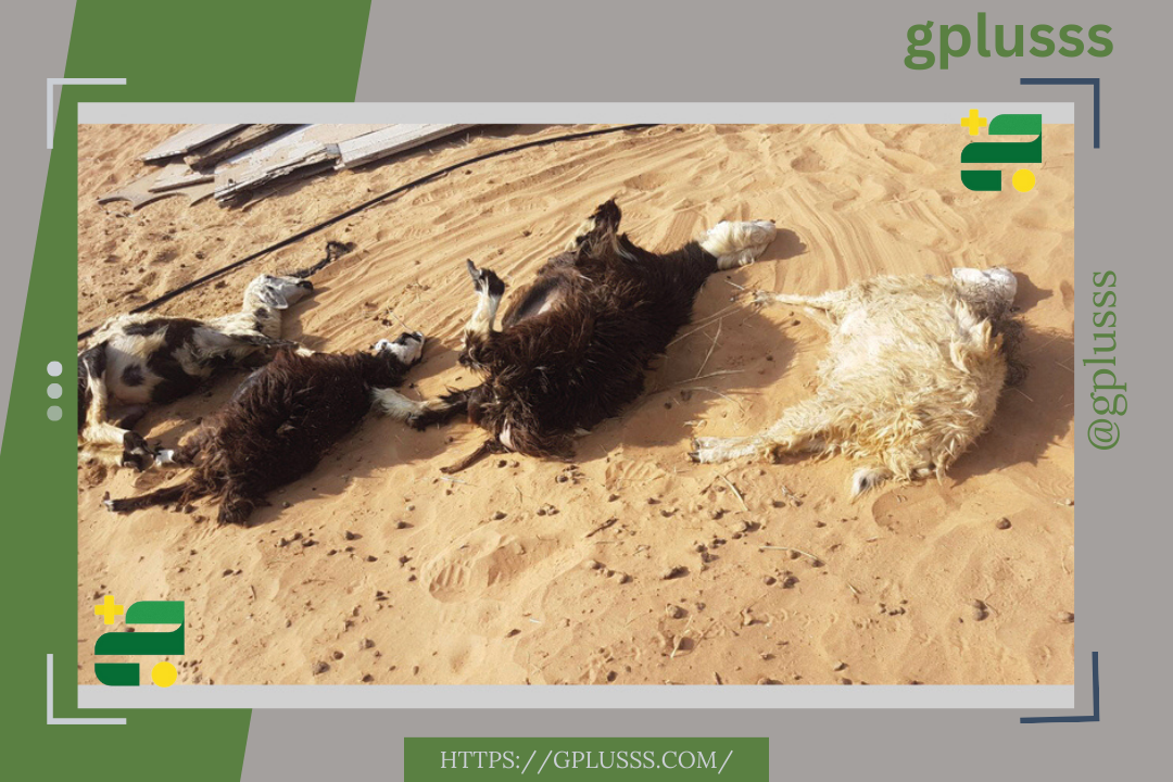 غلق السوق الشعبي لبيع الماشية والأغنام في بلدية المزدة